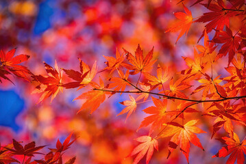 Naklejka na ściany i meble Japanese maple tree, Acer palmatum, leaves in autumn, lit by sunlight, making them glow