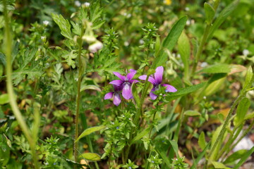 flowers in the garden