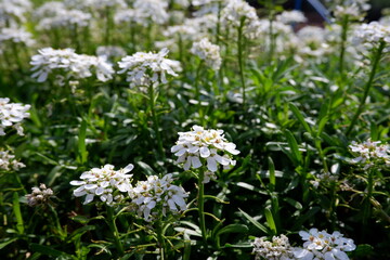 white flowers in the garden