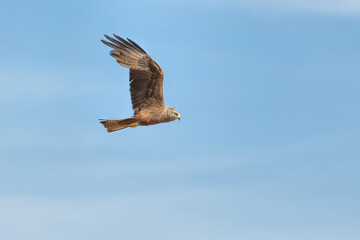Fototapeta premium milan royal in flight