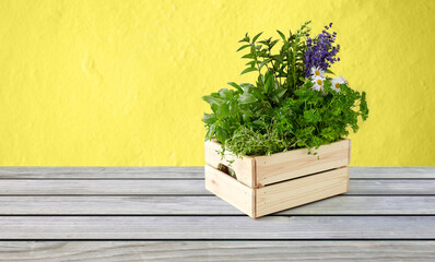 gardening, plants and organic concept - green herbs and flowers in wooden box on table over yellow background