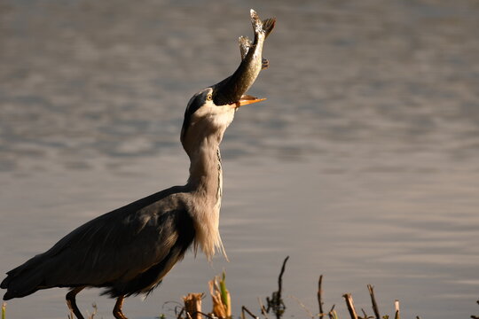 Heron Eating A Pike Fish