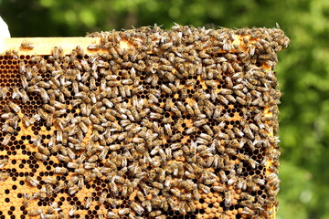 Bees on the honeycomb, top view. Honey cell with bees. - 412832726