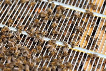Close up view of the working bees on cells. - 412832735