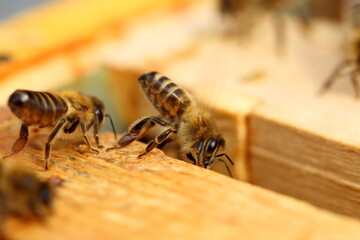 Close up view of the working bees on honey cells. - 412832785
