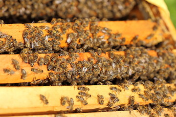 Close up view of the working bees on honey cells. - 412832906