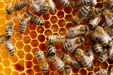 Bees get honey. Bees work on apiaries. - 412832921