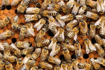 Many Honey bees in a beehive on frame. - 412832990
