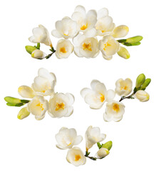 Freesia flowers and buds isolated on white background. White blooming freesia twigs design elements.