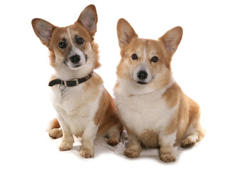 Pembrokeshire Welsh Corgi