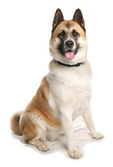 American Akita
