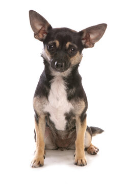Chihuahua mongral