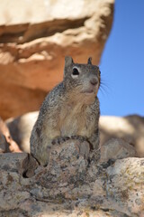 Eichhörnchen - Squirrel im Grand Canyon National Park