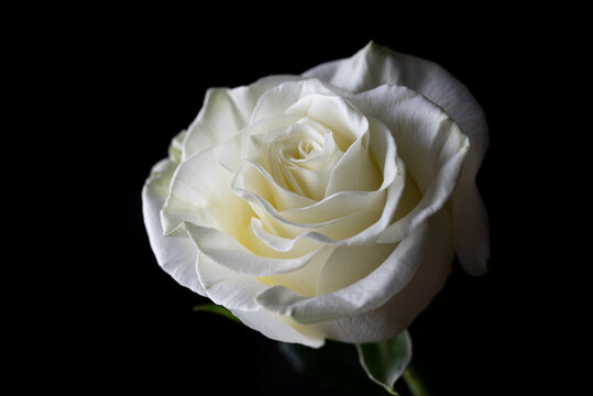 White rose on black bakground
