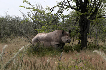 Black Rhino unaware of us watching at a waterhole in the Etosha National Park in Namibia