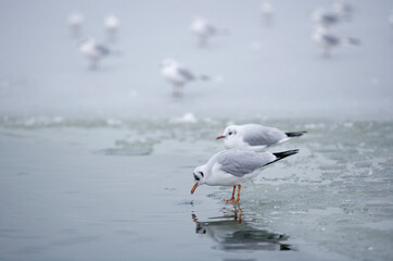Black-headed Gull