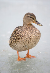 Mallard