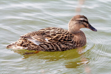 Cane colvert sur l'étang	