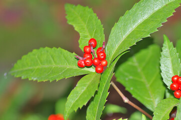 The red berry in japanese park