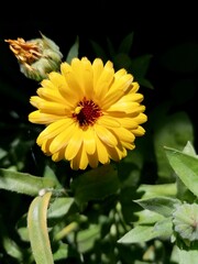 Close up on a yellow flower