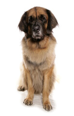 Leonberger