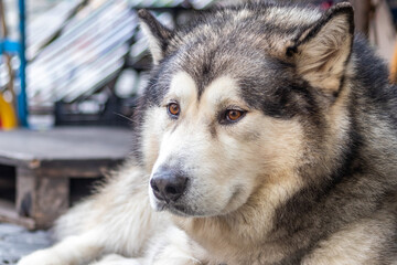 Naklejka na ściany i meble Portrait of a Siberian husky dog in the street.