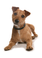 Patterdale Terrier