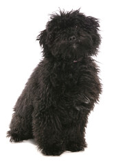 Hungarian Puli