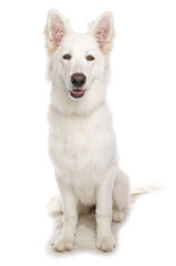 White German Shepherd
