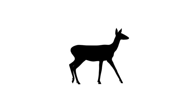 Silhouette of the roe deer, animation on the white background