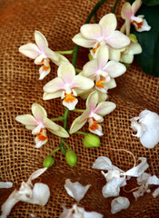 orchidee auf sackleinen