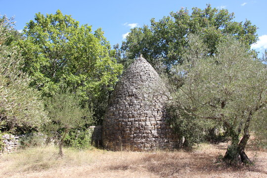 Capitelle dans une oliveraie