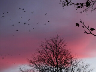 Purple morning sky with birds and trees at sunrise