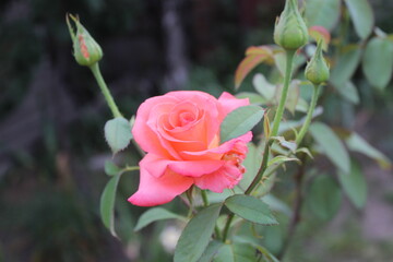 Large pink rose flower in the city park.