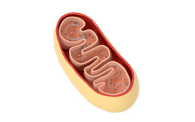 Cross-section view of Mitochondria. Medical info graphics on white background, 3d rendering.