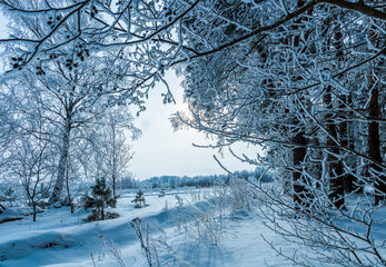 scenic view a frost branches and trees after a snowfall on a winter cloudy day. Trees and branches...