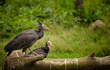 Naklejka premium Northern bald ibis waldrapp standing on fallen tree. Blackbrook Zoological Bird Park. Leek England UK