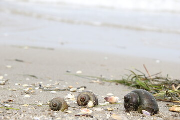 family of sea snails spending the day on a beach