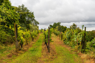 Fototapeta na wymiar Sobes vineyard in Podyji national park in Czech republic