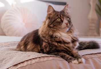Beautiful, long haired tabby cat with long whiskers and expressive eyes in homely setting.