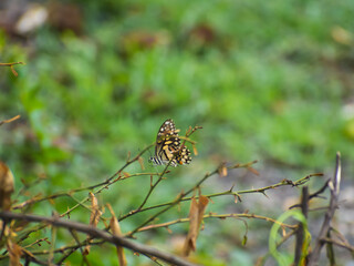 Butterfly in park