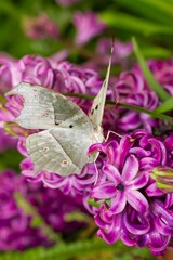 Protogoniomorpha parhassus, forest mother-of-pearl, white African tropical butterfly on lilac flower