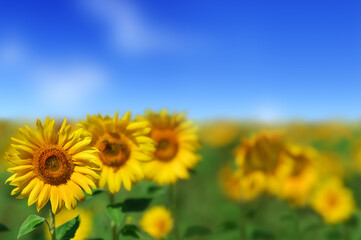 Beautiful yellow sunflowers