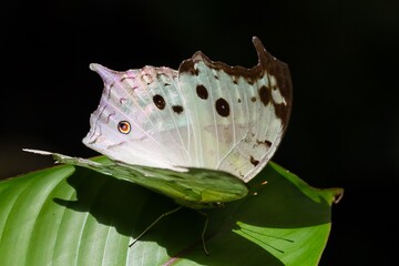 Protogoniomorpha parhassus, Forest mother-of-pear, white African tropical butterfly on green leaf,...