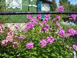 pink flowers in a garden