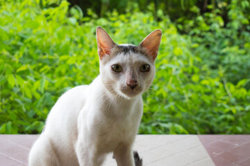 Cat Sitting On Floor in park
