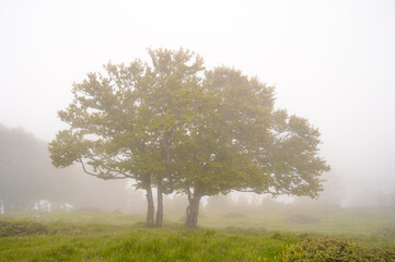arbres dans la brume