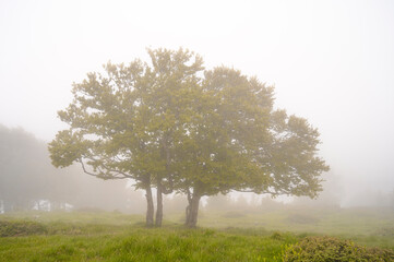 Fototapeta na wymiar arbres dans la brume