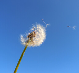 Low Angle View Of Dandelion Against Blue Sky