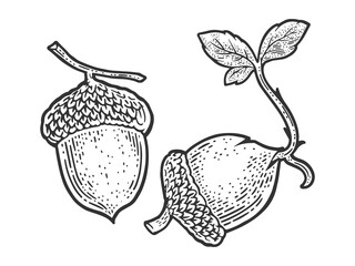 sprouted acorn sketch raster illustration © Oleksandr Pokusai
